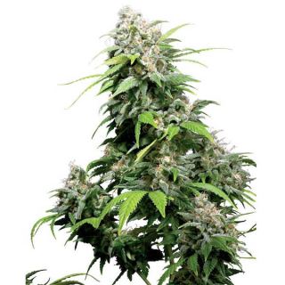 1253 - California Indica 10 u. reg. Sensi Seeds