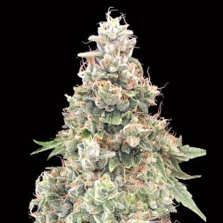 14213 - California Kush Fast   3 u. fem. 00 Seeds