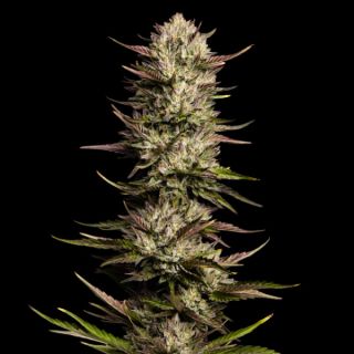 24870 - California Octane 3 u. fem Humbold Seeds Company