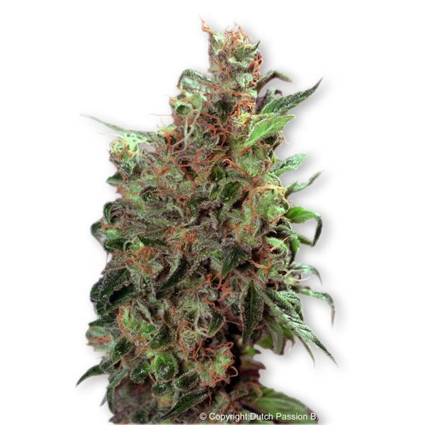 California Orange  1 u. fem. Dutch Passion California Orange  1 u. fem. Dutch Passion