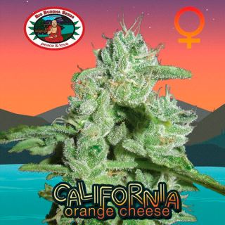 10684 - California Orange Cheese 10 u. fem. Big Buddha Seeds