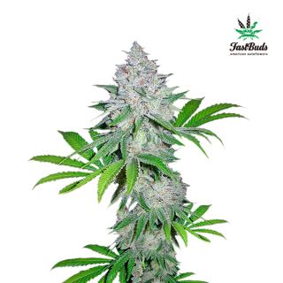 6330 - Californian Snow Auto  1 u. fem. FastBuds Seeds