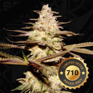 17428 - Califunk 2 u. fem. 710 Limited Pack T.H. Seeds