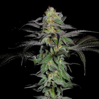 Calypso Fruit  5 u. fem One Shot Edition Grateful Seeds