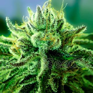 9019 - Canadian Kush 2.0  3 u. Medical Seeds