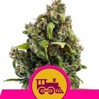 CKE3 - Candy Kush Express-Fast  3 u. fem. Royal Queen