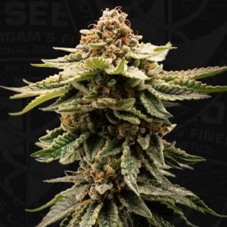 25748 - CandyBelt  6+1 u. fem. T.H. Seeds