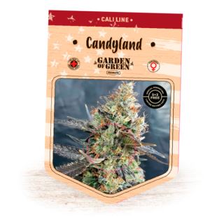 Candyland  1 u. fem. Garden of Green Seeds