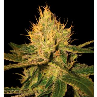 CLR6 - Cannalope Haze  6 u. reg. DNA Genetics