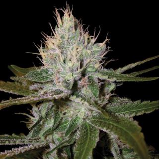 21263 - Cannalope Haze 10 u. fem. DNA Genetics