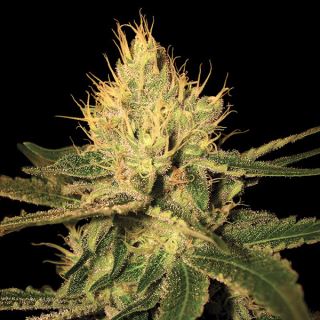 4573 - Cannalope Haze 3 u. fem. DNA Genetics