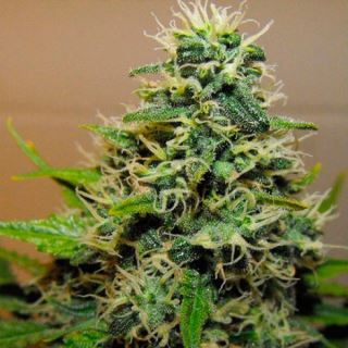 5173 - Cannalope Haze 6 u. fem. DNA Genetics