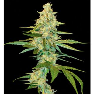CLK3 - Cannalope Kush 3 u. fem. DNA Genetics