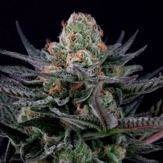 18450 - Caramba 10 u. fem. Paradise Seeds