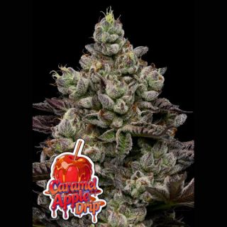 26645 - Caramel Apple Drip  5 u. fem Anesia