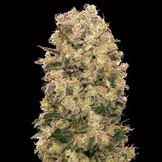 10725 - Caramel Kush   3 u. fem. 00 Seeds