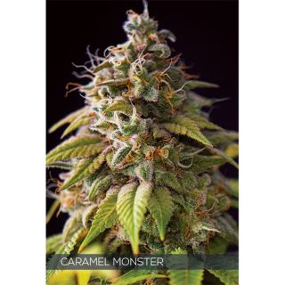 Caramel Monster 3 u. fem. Vision Seeds