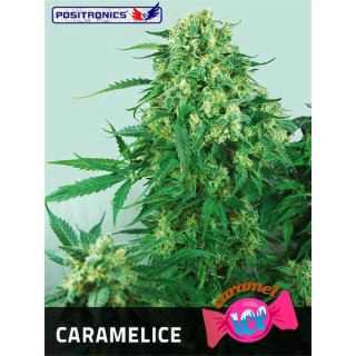 Caramelice  1 u. fem. Positronics Seeds