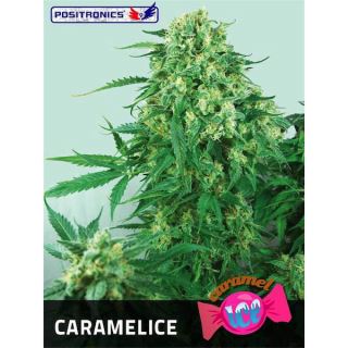 6439 - Caramelice 25 u. fem. Positronics Seeds