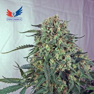 Caramelice CBD  1u. fem. Positronics Seeds