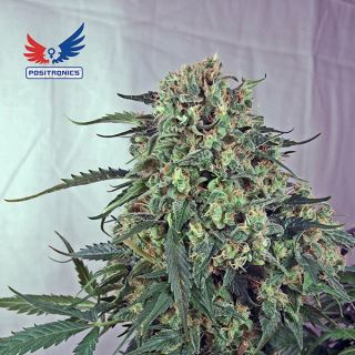 6445 - Caramelice CBD 25u. fem. Positronics Seeds