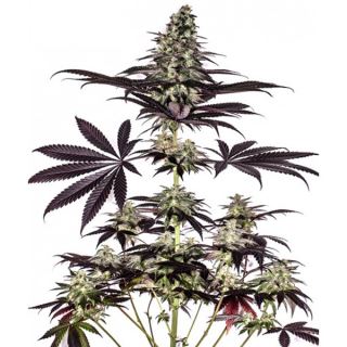 Caramelice CBD Express  5u. fem. Positronics Seeds