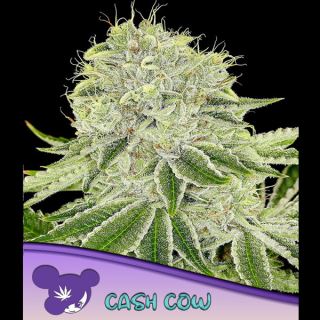 Cash Cow  3 u. fem Anesia