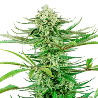 15995 - Cashew Kush  10 u. fem. Sensi Seeds Research