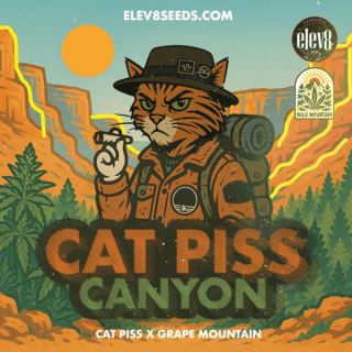 Cat Piss Canyon 3 ud. fem Elev8 Seeds