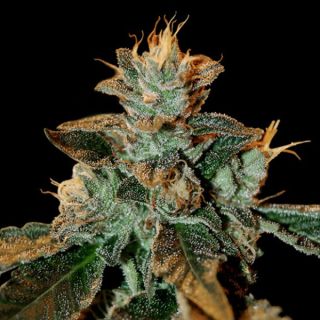 25783 - Catarac kush  3 u. fem. DNA Genetics