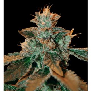 CTK3 - Catarac kush 3 u. fem. DNA Genetics