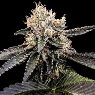 25784 - Cataract Cake  3 u. fem. DNA Genetics