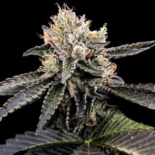 21266 - Cataract Cake  5 u. fem. DNA Genetics