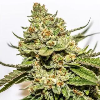 Cereal Milk x OG Kush 3+1 u. fem. Vision Seeds