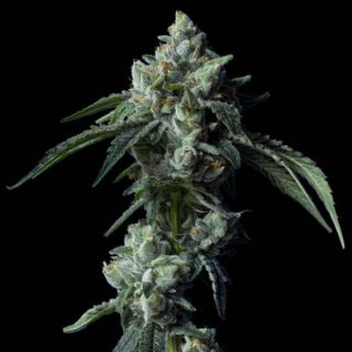 25785 - Challah Bread  3 u. fem. DNA Genetics