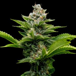 25786 - Challah Cake  3 u. fem. DNA Genetics