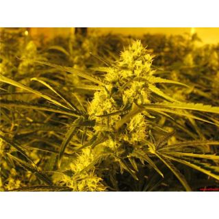 Channel +  3 u. Medical Seeds