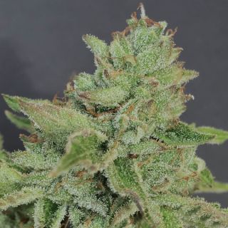 25234 - Charm Cookies 6 u. fem Mamiko Seeds