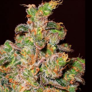 13819 - Cheese  3 u. fem. Expert Seeds