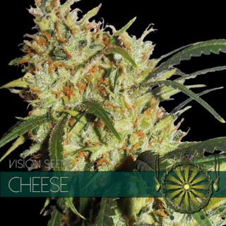 Cheese 3 u. fem. Vision Seeds