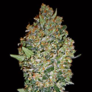 10726 - Cheese Berry   3 u. fem. 00 Seeds