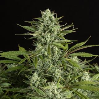 5806 - Cheese CBD  5 u. fem. Dinafem