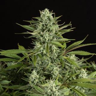 5807 - Cheese CBD 10 u. fem. Dinafem