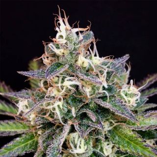 25235 - Cheese Cookies 6 u. fem Mamiko Seeds