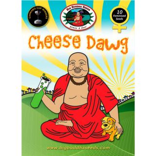 CHED - Cheese Dawg  5 u. fem. Big Buddha Seeds