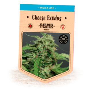 Cheese Exodus  1 u. fem. Garden of Green Seeds