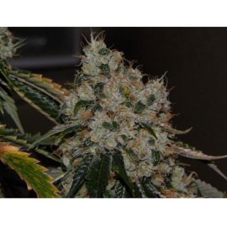 Chem 91 10 u. reg. The Cali Connection