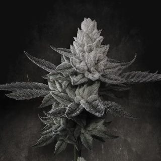 25270 - Chem Cake  5 u. fem. Paradise Seeds Limited Edition