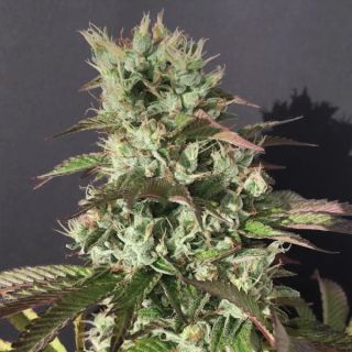 25241 - Chem Cookies 10 u. Reg Mamiko Seeds