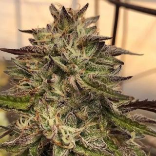 27189 - Chem Cookies 3 u. fem Mamiko Seeds